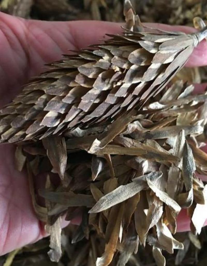 马褂木树种子鹅掌楸树种籽叶形奇特花朵美丽观赏树种落叶乔木