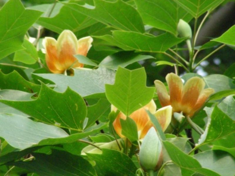 马褂木树种子鹅掌楸树种籽叶形奇特花朵美丽观赏树种落叶乔木