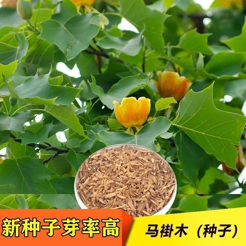 马褂木树种子鹅掌楸树种籽叶形奇特花朵美丽观赏树种落叶乔木