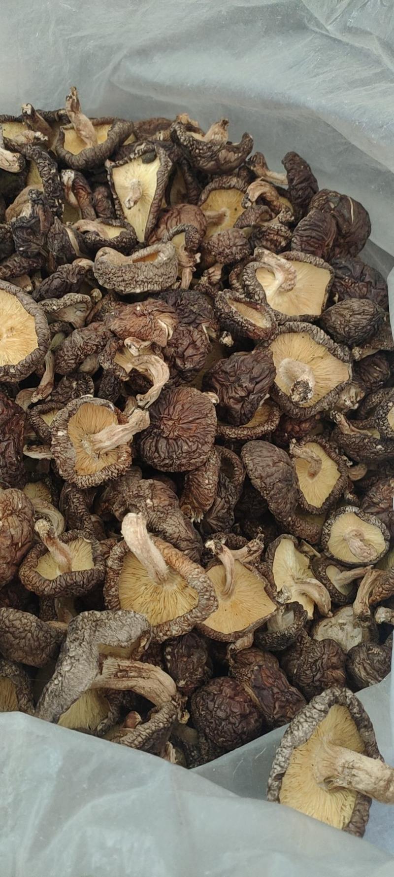 陕西留坝椴木香菇袋料香菇剪脚菜菇食品加工用香菇