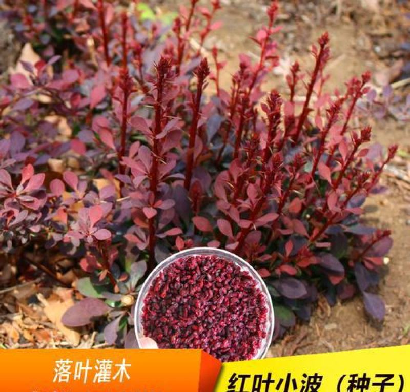 红叶小波种子别名红叶小檗紫叶小檗种籽彩色落叶灌木