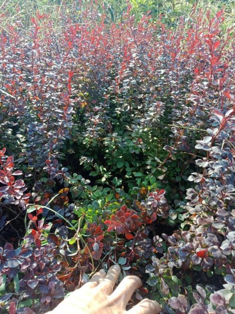 红叶小波种子别名红叶小檗紫叶小檗种籽彩色落叶灌木
