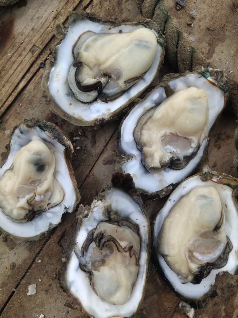 北部湾生蚝