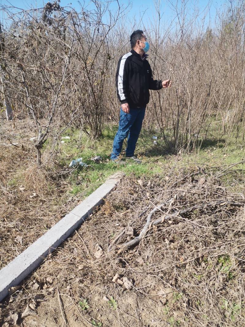 紫惠槐苗万亩基地直供一手货源量大从优欢迎合作。