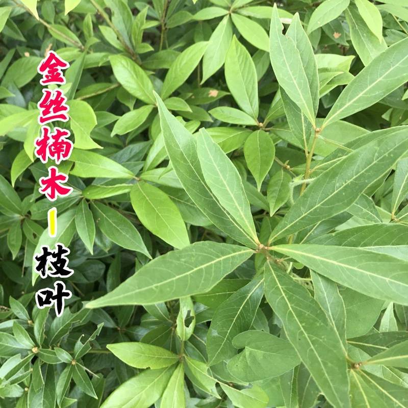 金丝楠木树种子正宗名贵四川小叶楠细叶金丝楠桢楠