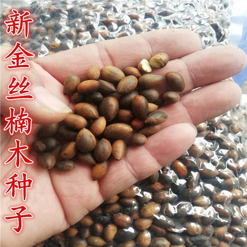 金丝楠木树种子正宗名贵四川小叶楠细叶金丝楠桢楠