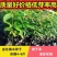 金丝楠木树种子正宗名贵四川小叶楠细叶金丝楠桢楠