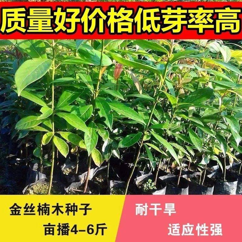 金丝楠木树种子正宗名贵四川小叶楠细叶金丝楠桢楠