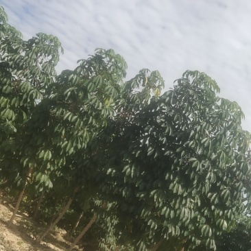 木薯