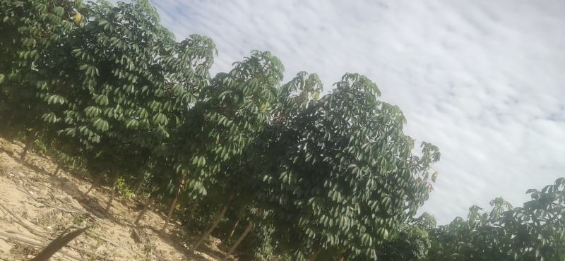 木薯