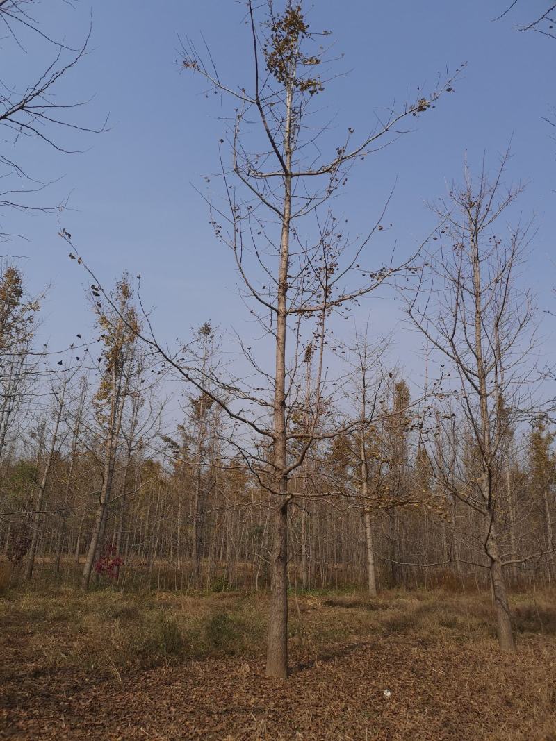 银杏树15cm工程苗量大支持线上交易