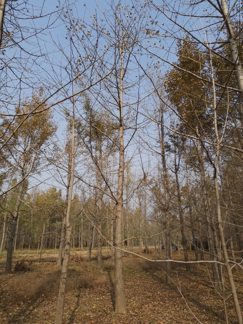银杏树15cm工程苗量大支持线上交易
