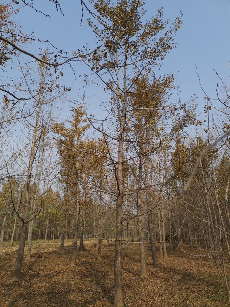 银杏树15cm工程苗量大支持线上交易