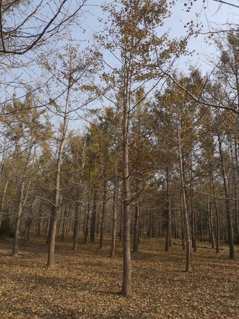 银杏树15cm工程苗量大支持线上交易