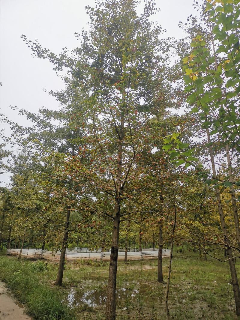银杏树12公分，基地直供，一手货源无中介。现场打号挖树