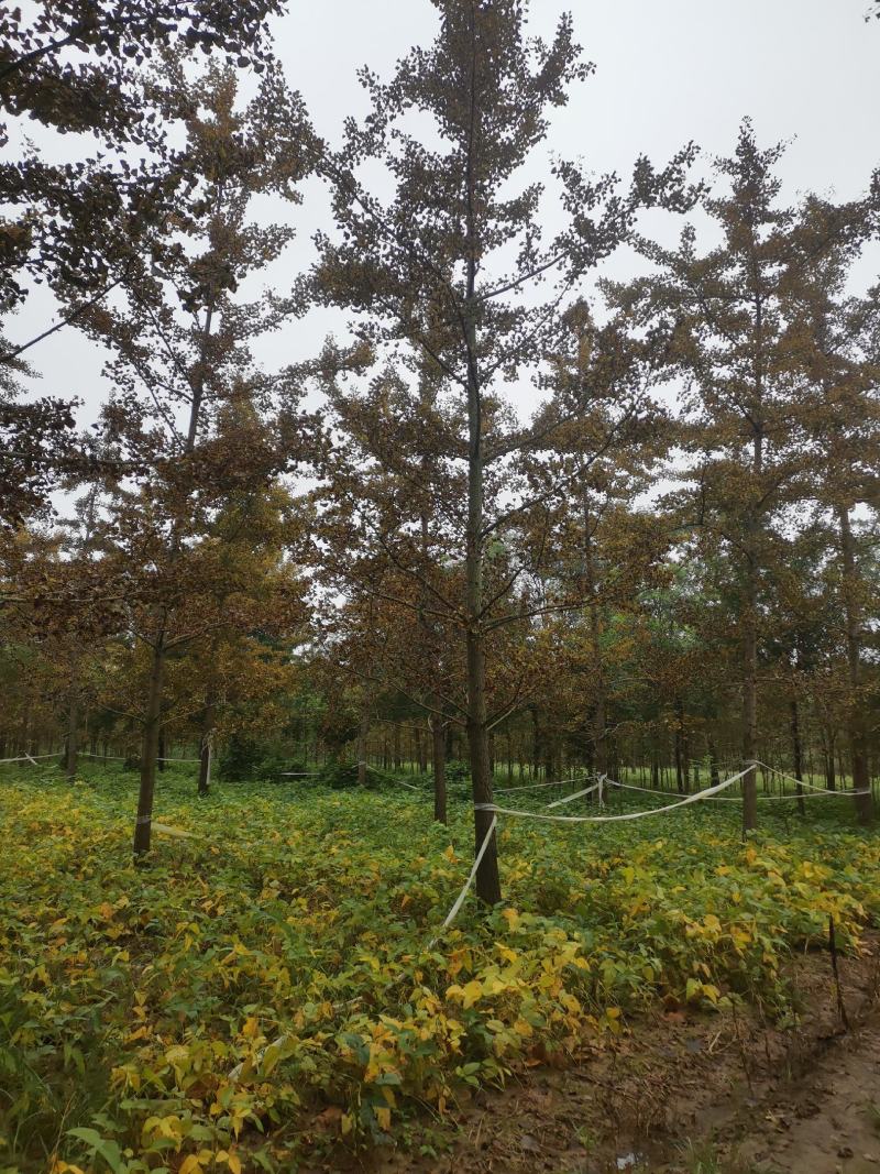 银杏树12公分，基地直供，一手货源无中介。现场打号挖树