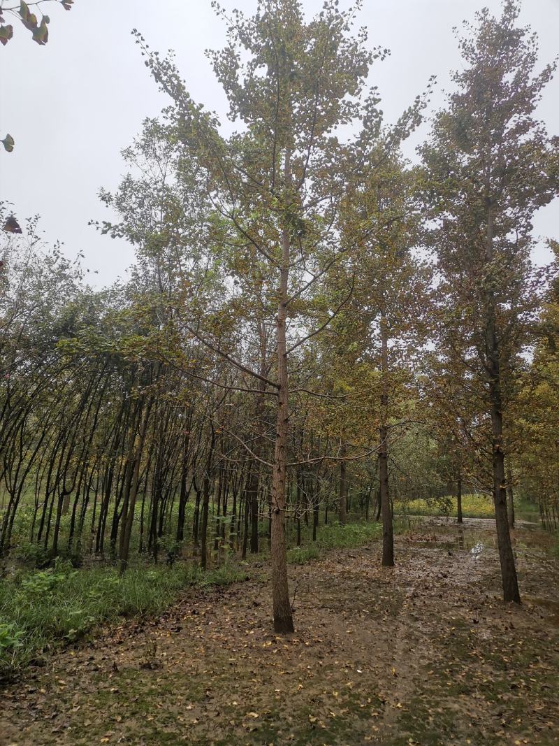 银杏树12公分，基地直供，一手货源无中介。现场打号挖树