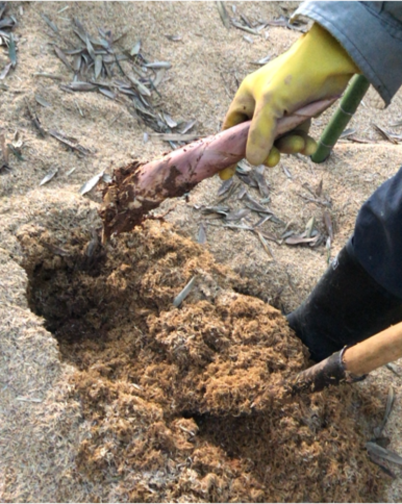 竹笋笋雷竹笋
