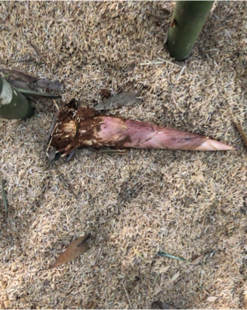 竹笋笋雷竹笋