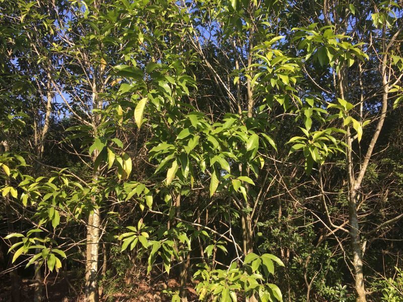 黄兰苗