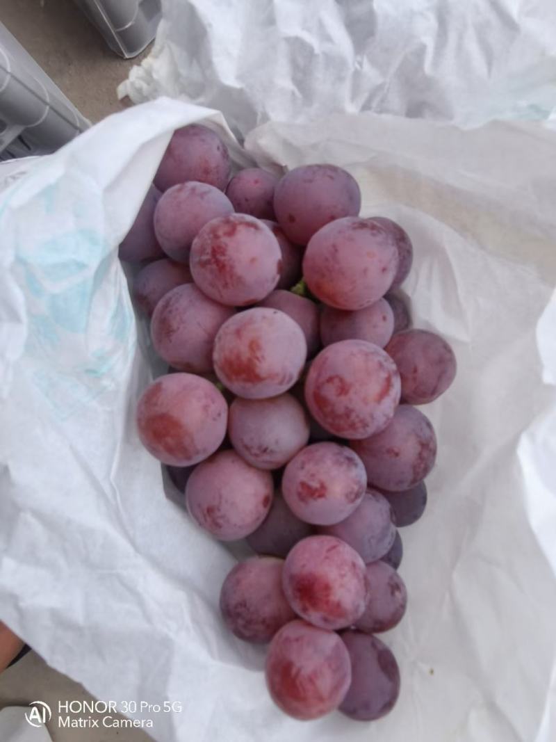 冬季暖棚红提葡萄，颜色好，颗粒大，口感甜