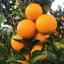 石门冰糖橙，可视频，产地直发，（加蜜11月初上市）