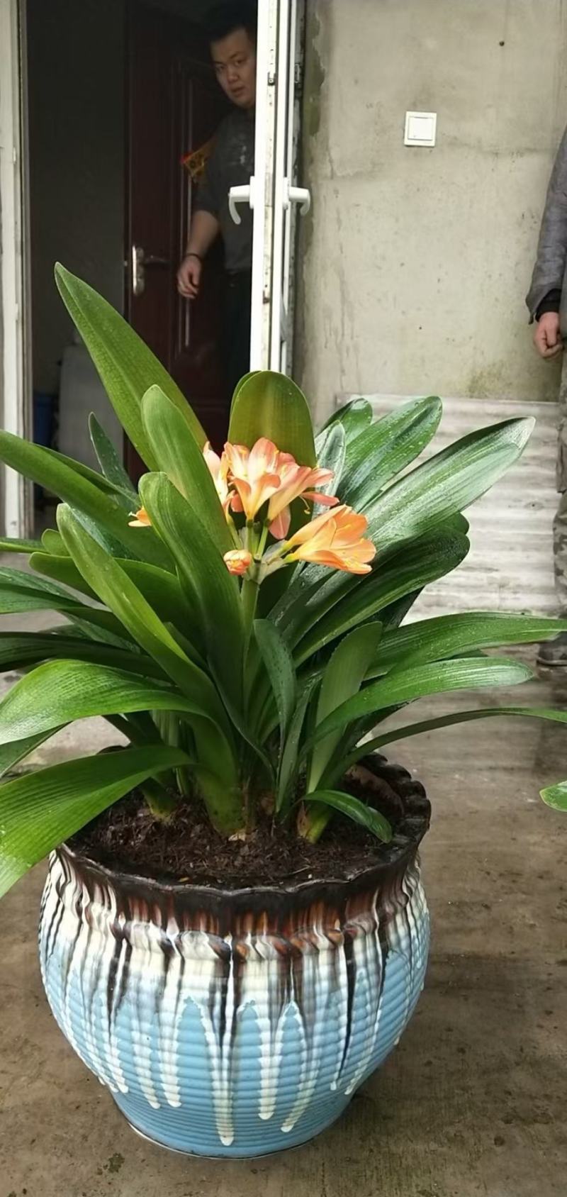 群兰君子兰花