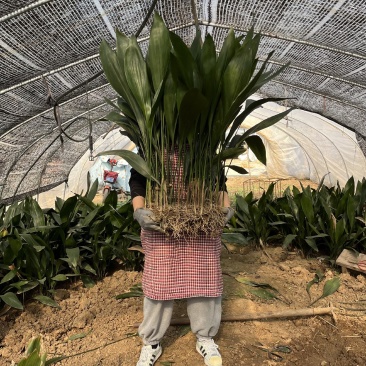 一叶兰观叶植物蜘蛛抱蛋绿植耐寒植物花卉市场热销