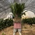 一叶兰观叶植物蜘蛛抱蛋绿植耐寒植物花卉市场热销
