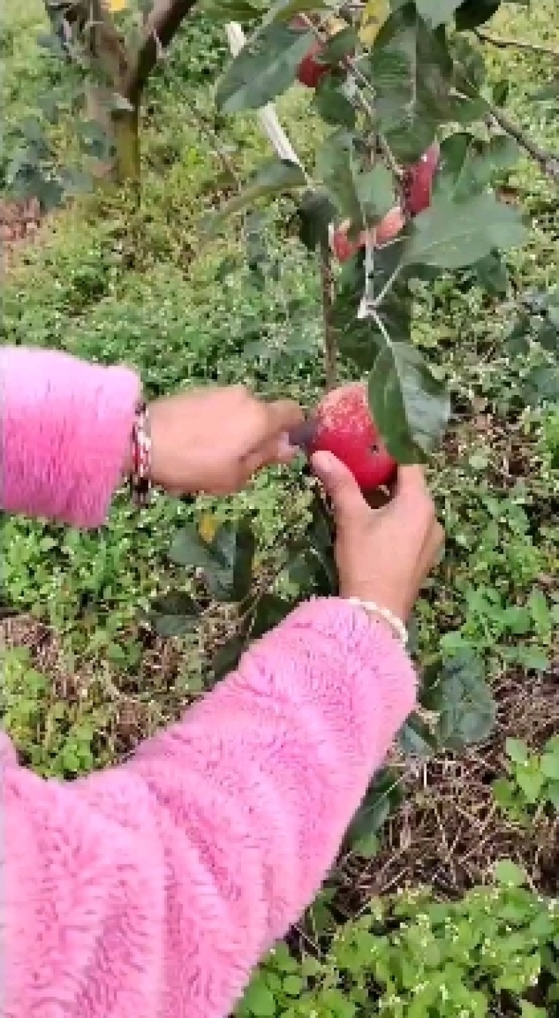 大凉山盐源糖心丑苹果口感脆甜，水分充足！