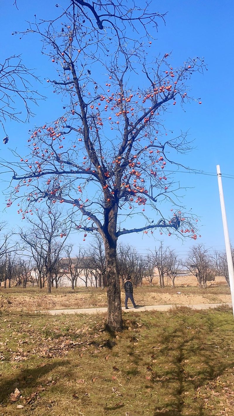 高分枝柿子树，25公分柿子树，30公分柿子树基地