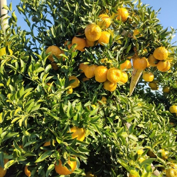 阳光之城水果种植基地永仁椪柑，岩溪晚卢、草莓.红提葡萄