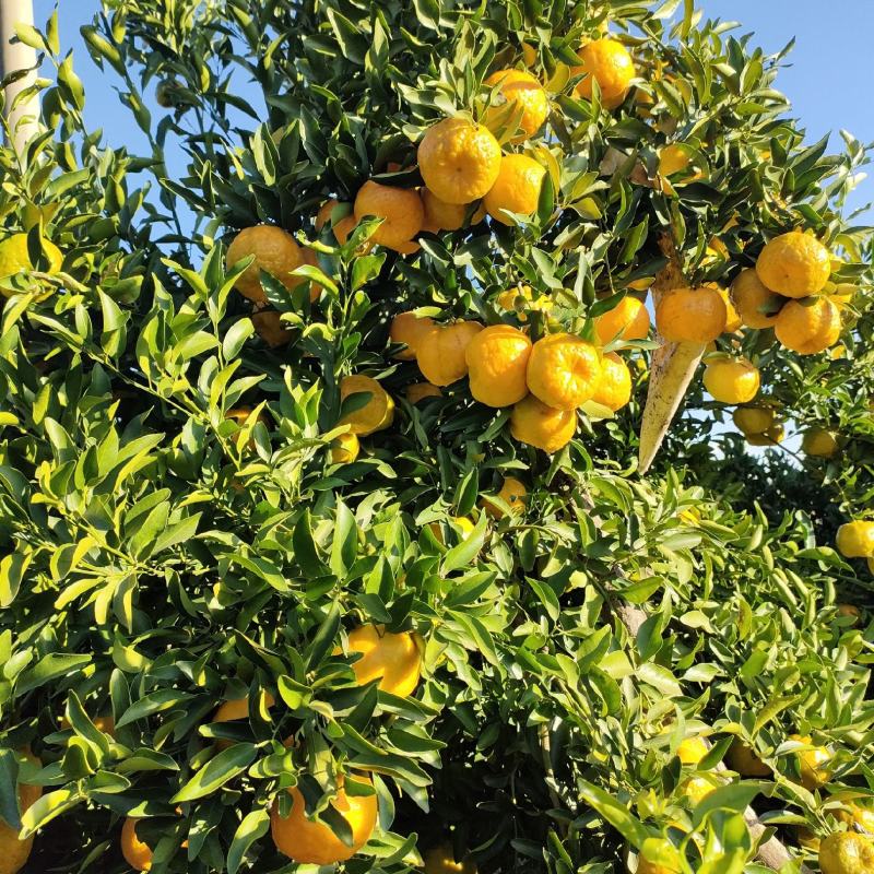 阳光之城水果种植基地永仁椪柑，岩溪晚卢、草莓.红提葡萄