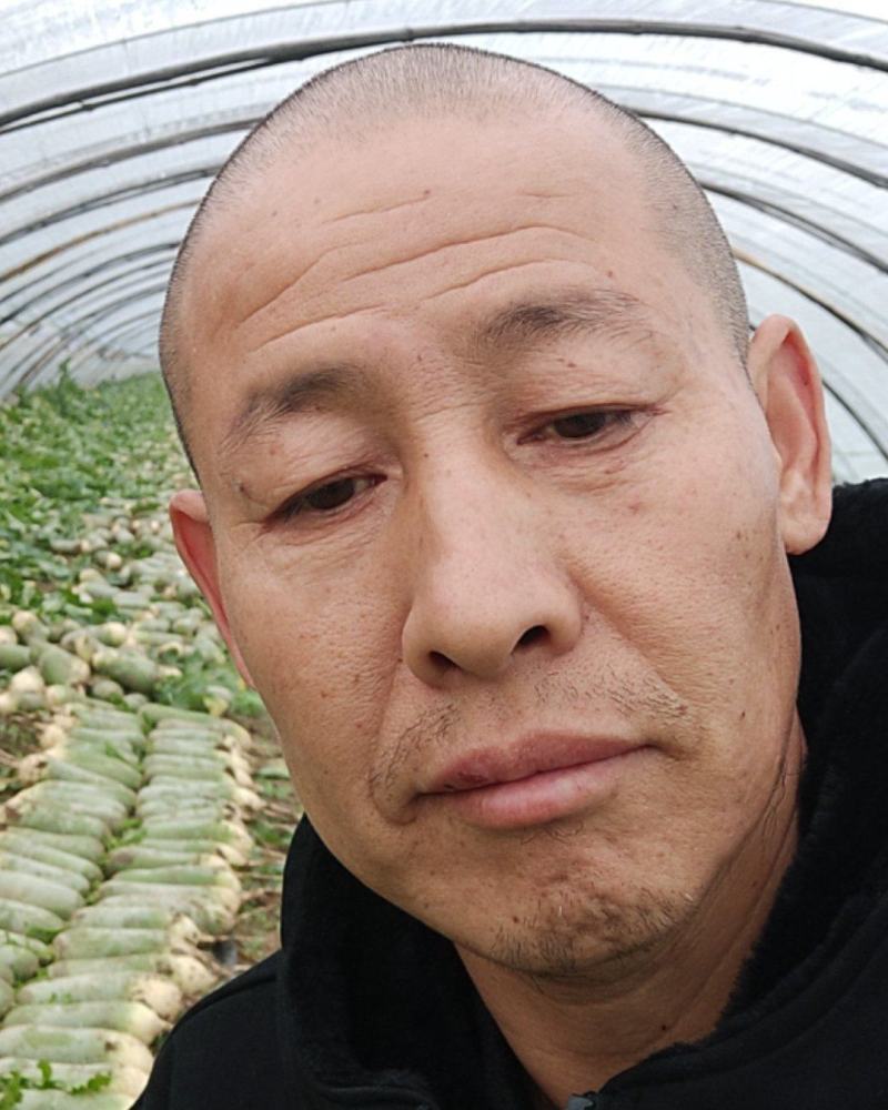山东维坊水果萝卜维县萝卜一手货源产地直供欢迎各位老板连系