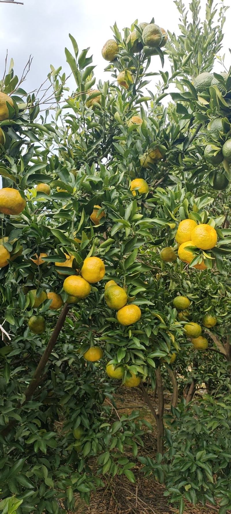 阳光之城水果种植基地永仁椪柑，岩溪晚卢、草莓.红提葡萄