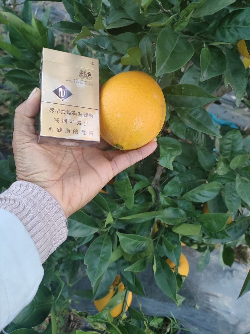 阳光之城水果种植基地永仁椪柑，岩溪晚卢、草莓.红提葡萄