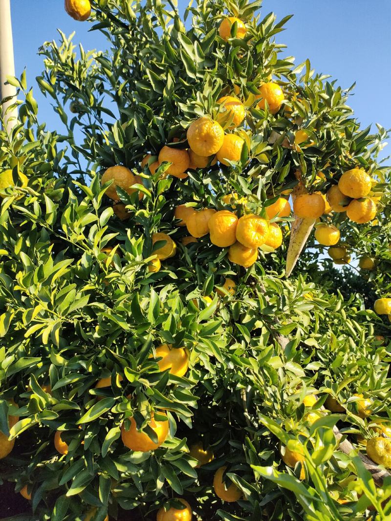 阳光之城水果种植基地永仁椪柑，岩溪晚卢、草莓.红提葡萄