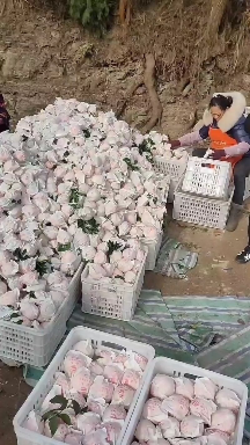 四川资阳雁江春见柑桔，粑粑柑，枳壳头的口感好甜度高！