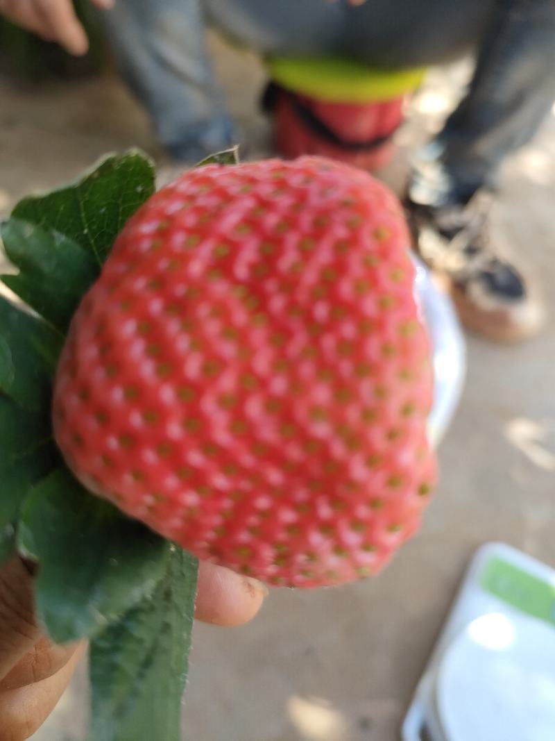 阳光之城水果种植基地永仁椪柑，岩溪晚卢、草莓.红提葡萄