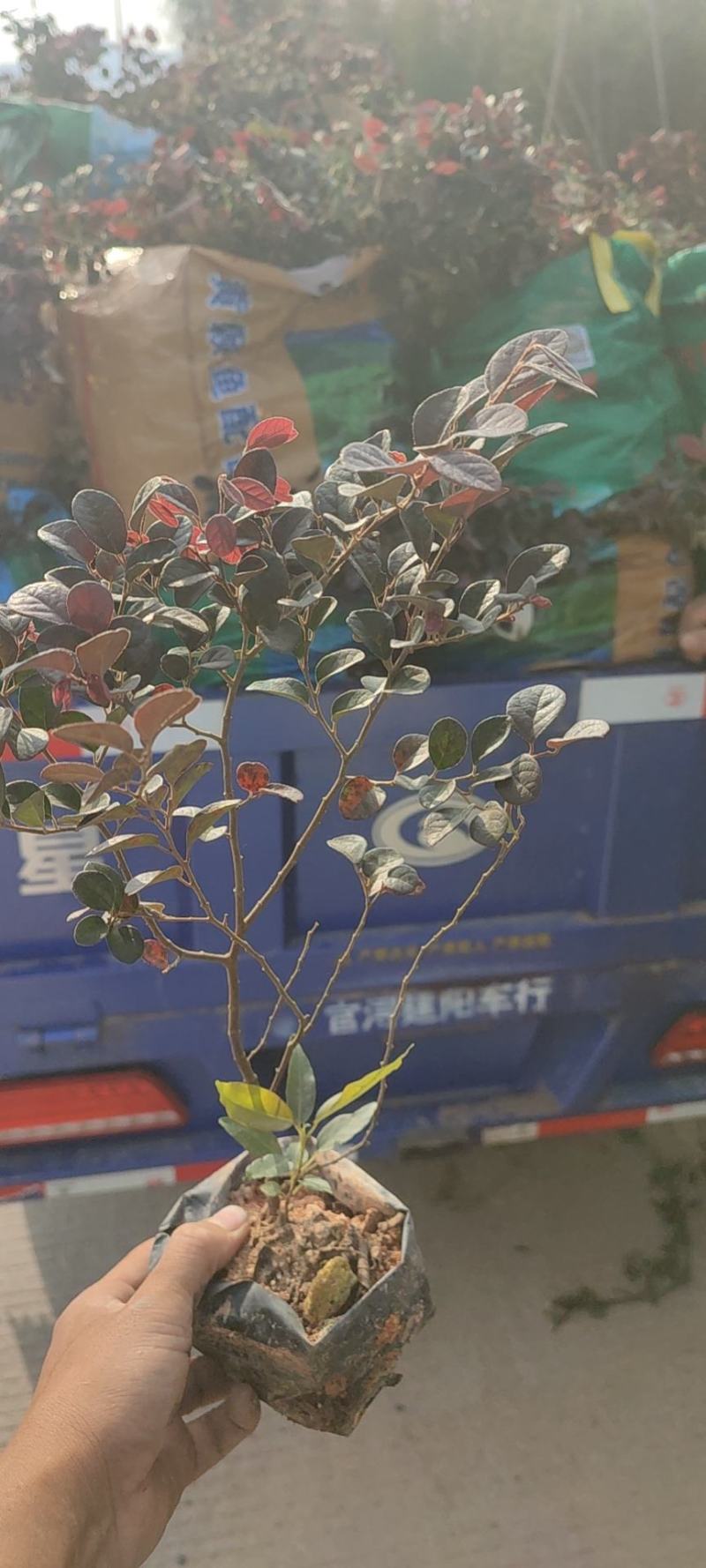 红花檵木花各种规格有需要的联系量大优惠欢迎新老客户下单
