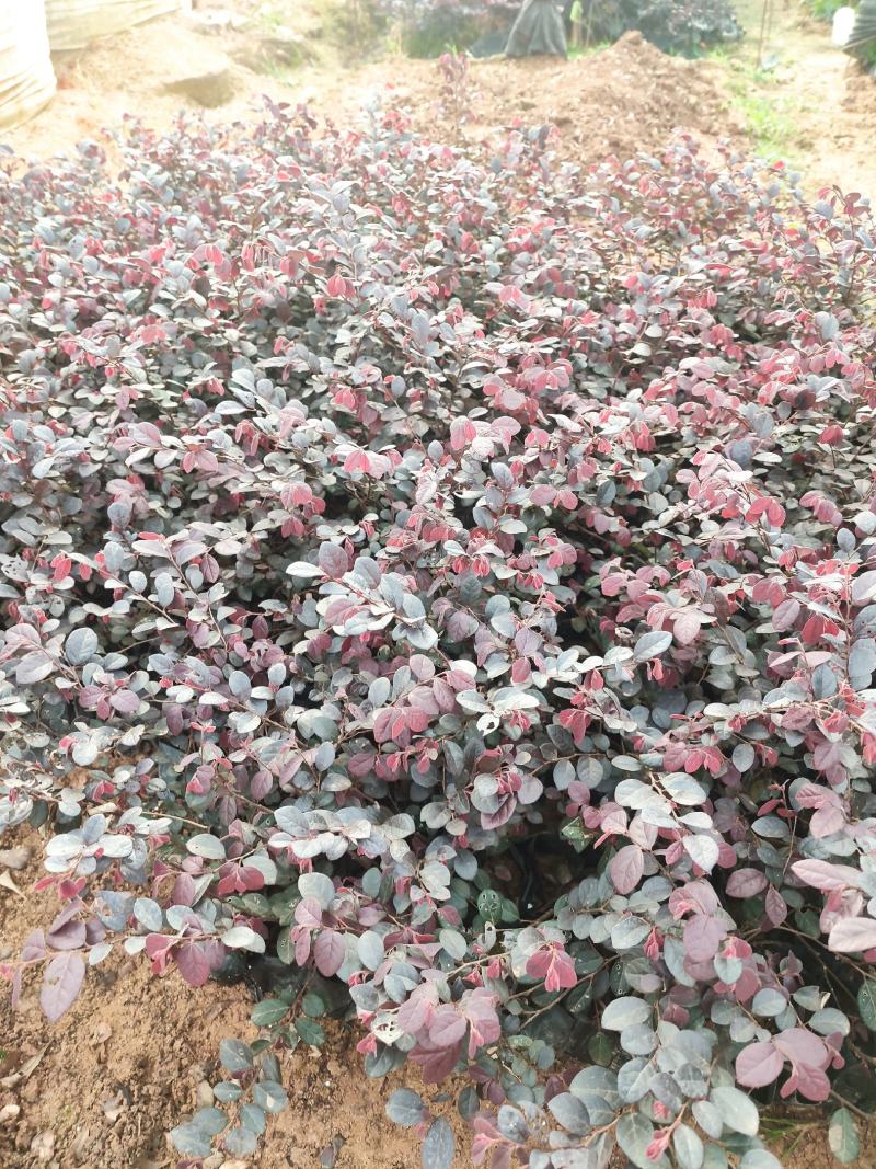 红花檵木花各种规格有需要的联系量大优惠欢迎新老客户下单