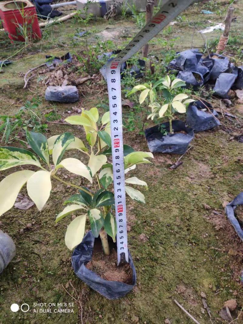 鸭脚木各种规格有需要的联系量大优惠欢迎新老客户下单