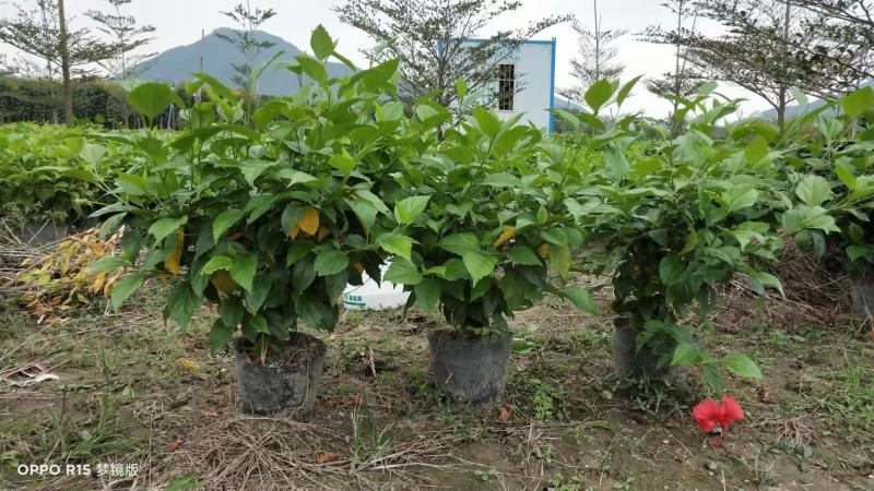 鸭脚木各种规格有需要的联系量大优惠欢迎新老客户下单