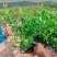 小叶栀子花各种规格有需要的联系量大优惠欢迎新老客户下单