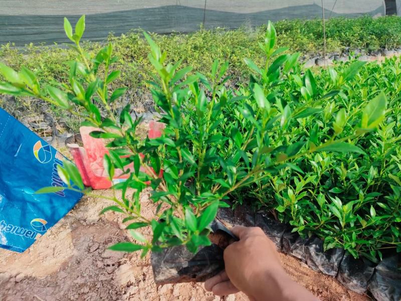 小叶栀子花各种规格有需要的联系量大优惠欢迎新老客户下单