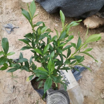 小叶栀子花各种规格有需要的联系量大优惠欢迎新老客户下单