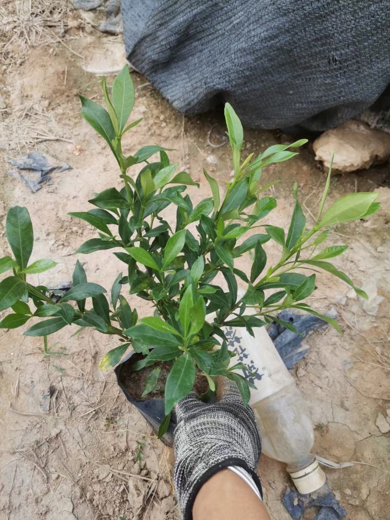 小叶栀子花各种规格有需要的联系量大优惠欢迎新老客户下单