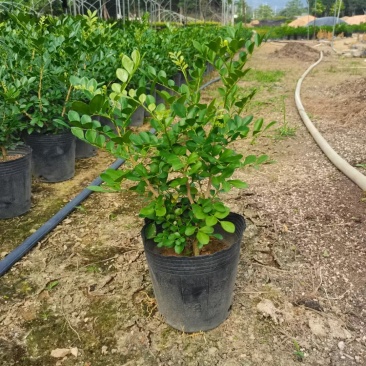 七里香各种规格，有需要的联系量大优惠，欢迎新老客户下单。