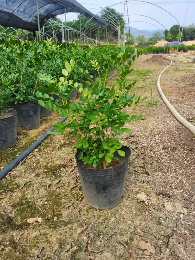 七里香各种规格，有需要的联系量大优惠，欢迎新老客户下单。