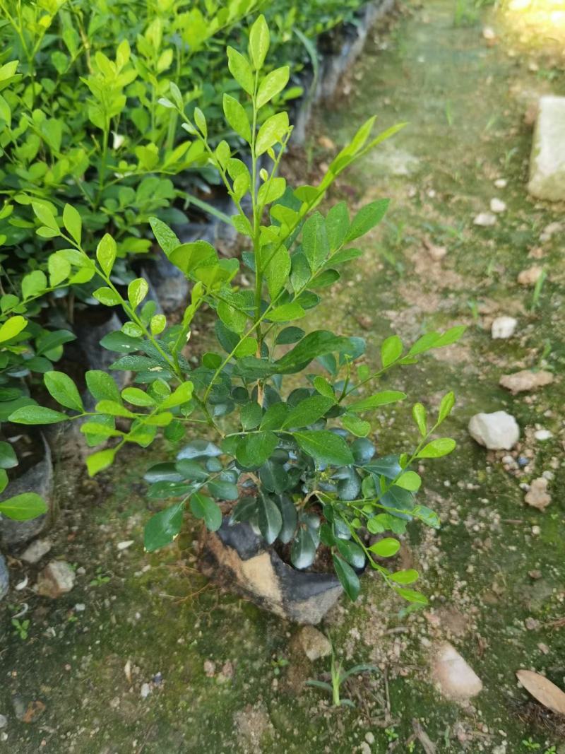 七里香各种规格，有需要的联系量大优惠，欢迎新老客户下单。